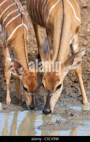 Nyala (Tragelaphus angasii), female with baby drinking, Mkhuze Game Reserve, South Africa, Africa Stock Photo