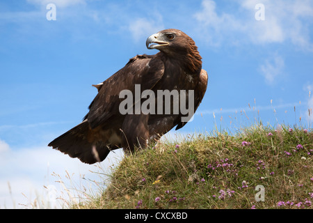 Golden eagle (Aquila chrysaetos), captive, United Kingdom, Europe Stock Photo