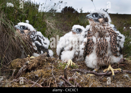 Peregrine chicks (Falco peregrinus), after being ringed, Northumberland National Park, England, United Kingdom, Europe
