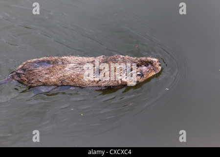Water vole (Arvicola terrestris), swimming, Gloucester and Sharpness Canal, Shepherd's Patch, Gloucestershire, England Stock Photo