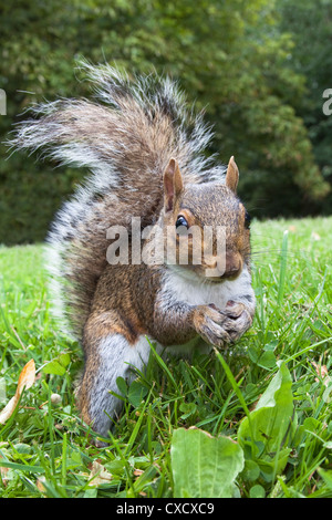 Grey squirrel (Sciurus carolinensis), in city park, Brandon Park, Bristol, England, United Kingdom, Europe Stock Photo