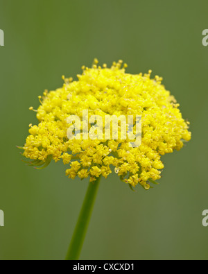 Whiskbroom parsley (Harbouria trachypleura), Pike-San Isabel National Forest, Colorado, United States of America, North America Stock Photo