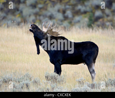 Bull moose (Alces alces) calling, Wasatch Mountain State Park, Utah, United States of America, North America Stock Photo