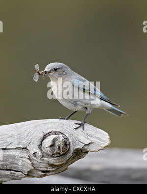 Female mountain bluebird (Sialia currucoides) with an insect, Yellowstone National Park, Wyoming, United States of America Stock Photo