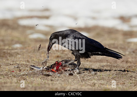 Common raven (Corvus corax) feeding on a duck, Yellowstone National Park, Wyoming, United States of America, North America Stock Photo
