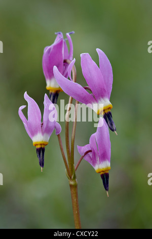 Slimpod shooting star (Dodecatheon conjugens), Yellowstone National Park, Wyoming, United States of America, North America Stock Photo