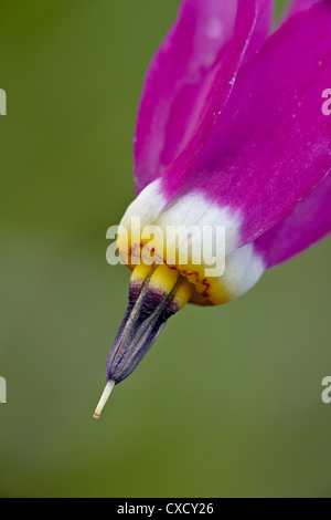 Slimpod shooting star (Dodecatheon conjugens), Yellowstone National Park, Wyoming, United States of America, North America