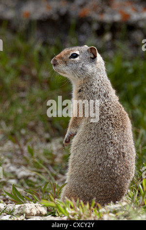 Uinta ground squirrel (Urocitellus armatus), Yellowstone National Park, Wyoming, United States of America, North America Stock Photo