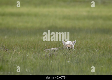 Coyote (Canis latrans) resting, Yellowstone National Park, Wyoming, United States of America, North America Stock Photo