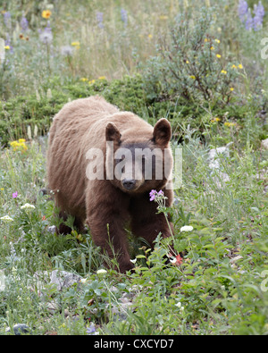 Cinnamon black bear (Ursus americanus) cub, Waterton Lakes National Park, Alberta, Canada, North America Stock Photo