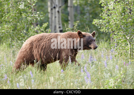 Cinnamon black bear (Ursus americanus) cub, Waterton Lakes National Park, Alberta, Canada, North America