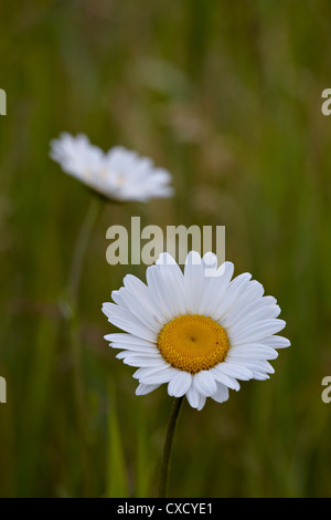 Oxeye daisy (ox-eye daisy) (Leucanthemum vulgare), Waterton Lakes National Park, Alberta, Canada, North America Stock Photo