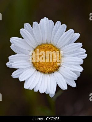 Oxeye daisy (ox-eye daisy) (Leucanthemum vulgare), Waterton Lakes National Park, Alberta, Canada, North America Stock Photo