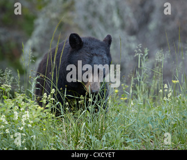 Black bear (Ursus americanus) eating, Glacier National Park, Montana, United States of America, North America Stock Photo