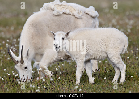 Mountain goat (Oreamnos americanus) nanny and kid in the spring, Shoshone National Forest, Wyoming, United States of America Stock Photo