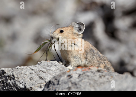 American pika (Ochotona princeps) with food, Jasper National Park, Alberta, Canada, North America Stock Photo