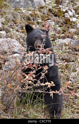 Black bear (Ursus americanus) cub eating Canadian gooseberry berries, Jasper National Park, Alberta, Canada, North America Stock Photo