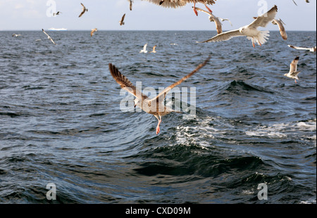 Wismar, gulls in flight Stock Photo