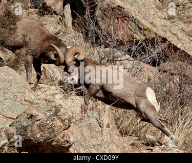 Two bighorn sheep (Ovis canadensis) rams head butting, Clear Creek County, Colorado, United States of America, North America Stock Photo