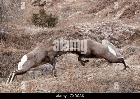 Two bighorn sheep (Ovis canadensis) rams head butting, Clear Creek County, Colorado, United States of America, North America Stock Photo