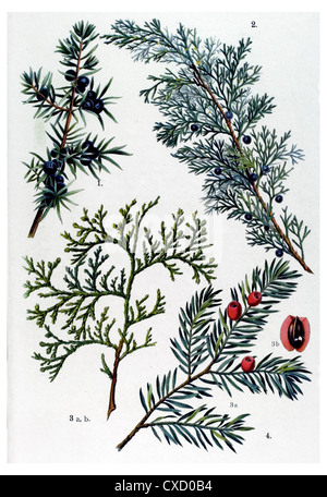 Juniperus communis Stock Photo