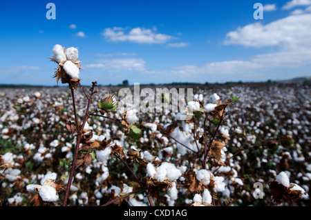 Cotton is a soft, fluffy staple fiber that grows in a boll Stock Photo