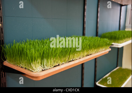 Wheat Germ Sprouting on an organic farm Stock Photo