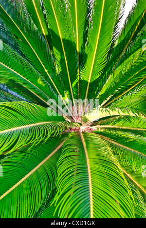 Palm tree closeup on the leaves
