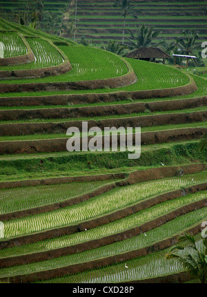 Bing Rice Field Rice fields on the country side, Ninh Bing, Vietnam Stock Photo - Alamy