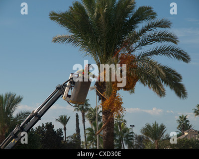 A man up a cherry-picker cuts down dates from a palm tree in Southern Spain. Stock Photo