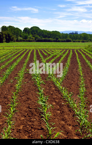 Cultivated land in a rural landscape in a bright sunny day Stock Photo