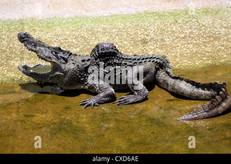 Crocodile farms hi-res stock photography and images - Alamy