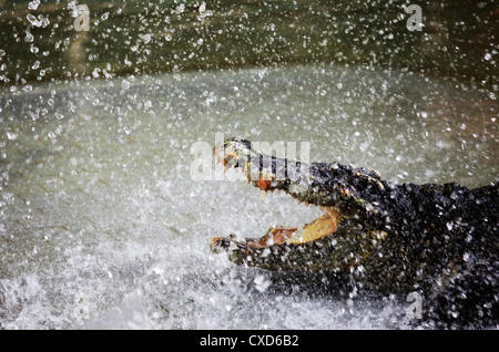 The crocodile in sparks. Show of crocodiles in Thailand, Pattaya Stock Photo