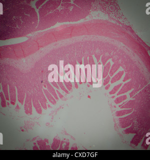 microscopic section of human small intestinum tenue tissue Stock Photo ...