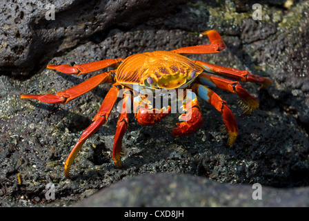 red crab on the rock, galapagos islands Stock Photo