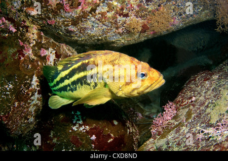 Yellow Rockfish or Three-stripe Rockfish (Sebastes Trivittatus) Japan sea, Far East, Primorsky Krai, Russia Stock Photo