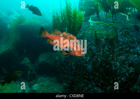 White edged rockfish (Sebastes taczanowskii) Japan sea, Far East, Primorsky Krai, Russian Federation Stock Photo