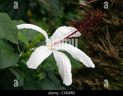 White Hawaiian Hibiscus, Hibiscus punaluuensis, Malvaceae. From the Ko'olau Range on O'ahu, Hawaii. Stock Photo