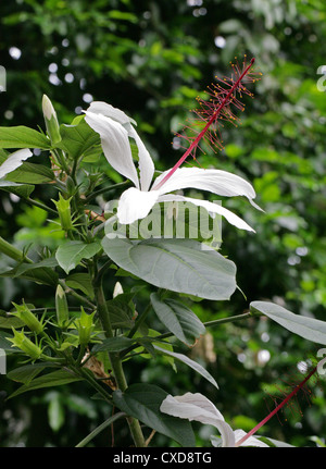 White Hawaiian Hibiscus, Hibiscus punaluuensis, Malvaceae. From the Ko'olau Range on O'ahu, Hawaii. Stock Photo