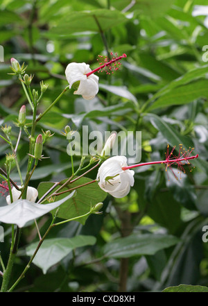 White Kauai Hibiscus or White Kauai Rosemallow, Hibiscus waimeae subsp. hannerae, Malvaceae. Endangered Flower from Hawaii. Stock Photo