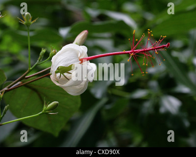 White Kauai Hibiscus or White Kauai Rosemallow, Hibiscus waimeae subsp. hannerae, Malvaceae. Endangered Flower from Hawaii. Stock Photo