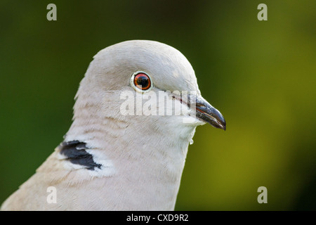 Close-up of a Eurasian collared dove (streptopelia decaoto) against a blurred forest background, Essex, England Stock Photo