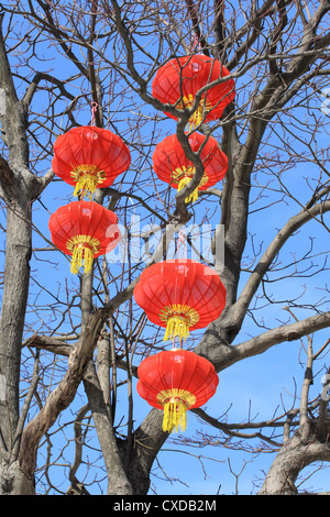 red lanterns on the tree Stock Photo