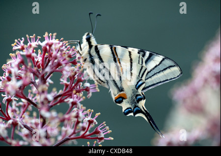 Scarce Swallowtail Butterfly, Iphiclides podalirius, Stock Photo