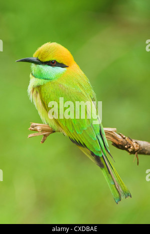 Green Bee-eater (Merops orientalis) Yala National Park, Sri Lanka Stock Photo