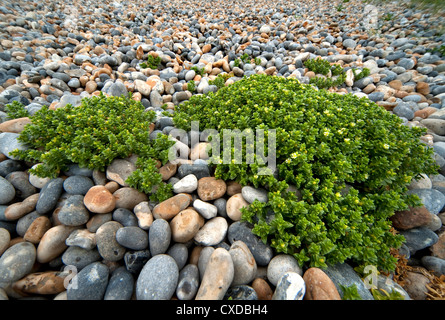Sea Sandwort, Honckenya peploides, Stock Photo