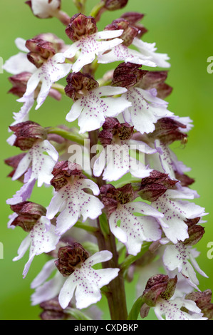 Lady Orchid, Orchis purpurea, Stockbury Hill Woodland, Kent Wildlife Trust, UK Stock Photo
