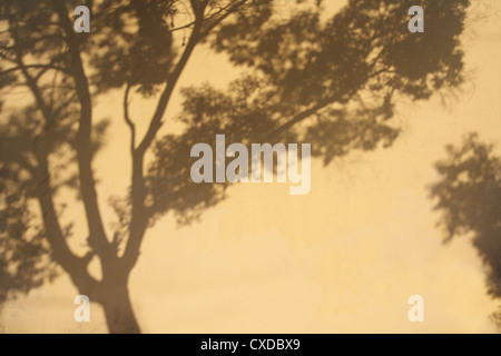 shade tree Stock Photo