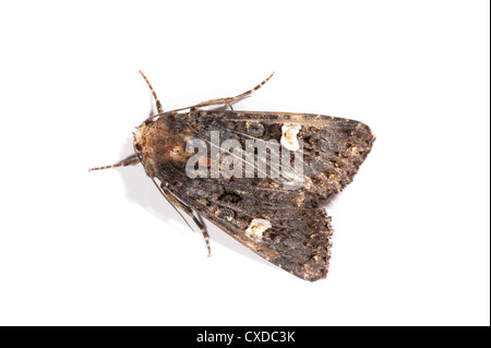 Dot Moth, Melanchra persicariae, UK Stock Photo