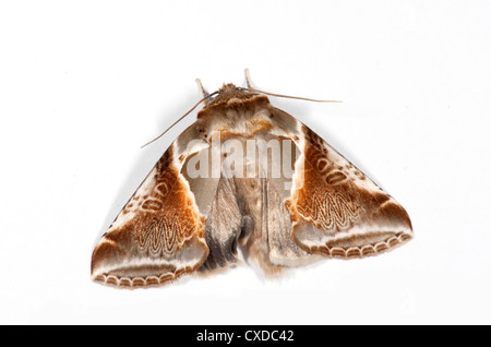 Buff Arches Moth, Habrosyne pyritoides, UK Stock Photo